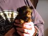 Meet Fluffy my new yorkie-dsc00577.jpg