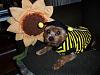 Happy Halloween from Punkin Puss-bee-7-.jpg