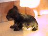 Meet Fluffy my new yorkie-dsc00580.jpg