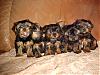 PepperAnn & new Babies-5-pups-3rd-litter.jpg