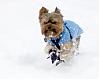 To all the male yorkie owners-clothes3.jpg