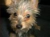 Pics of Lida as a Puppy!-dog-pictures-006.jpg