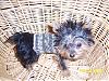 To all the male yorkie owners-teddy-sweater-rs.jpg