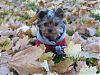 Fall Walk in Red Hoodie!-dexter9.jpg