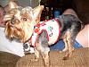 To all the male yorkie owners-lucy-rebel-035-568-x-426-.jpg