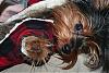To all the male yorkie owners-martys-new-clothes-033.jpg