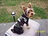 To all the male yorkie owners-picture-337-600-x-450-.jpg