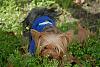 To all the male yorkie owners-jan-2007-025_scruffy.jpg
