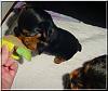 Cuteness overload!!! Pups at 5 weeks old!!-pups-5wk-08.jpg