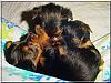 Cuteness overload!!! Pups at 5 weeks old!!-pups-5wk-02.jpg