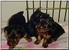 Cuteness overload!!! Pups at 5 weeks old!!-pups-5wk-016.jpg