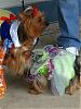 2nd Place at Petco Halloween Costume Parade-both-girls.jpg