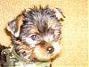 To all the male yorkie owners-jax-7.5-weeks-resized.jpg