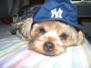 Dwearwist Kwisty and Stewie!-1-yankee-fan.jpg