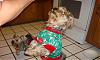 Cute CHRISTMAS shirts.... Wally-th3.jpg