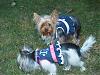 New pics of my girls and Go.Fetch custom vests..-p1011621.jpg