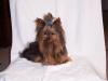 1st grooming trip-tod2-600-x-450-.jpg