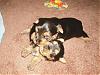 Fun X 4 at 3 Weeks Old!-puppies-play.jpg