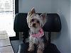 Zoey will be one tomorrow-mvc-018s.jpg