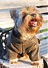 Gizmo is part of Coby's crew! He has his bomber jacket! :)-bomber2.jpg
