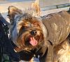 Gizmo is part of Coby's crew! He has his bomber jacket! :)-bomber4.jpg