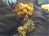 Yorkie Pairs-bruiser-marcus2.jpg