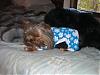 Pixie and Cali in their Target PJs-new-pjs-003-600-x-450-.jpg