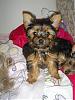 Oreo and Teddy-dsc00054.jpg