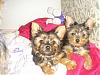 Oreo and Teddy-dsc00067.jpg