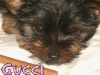 Favorite baby pics....-gucci-2.gif
