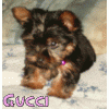 Favorite baby pics....-gucci-1.gif