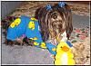 Trixie in her new ducky jammies!!-my-trixiepoo-05.jpg
