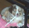 Favorite baby pics....-farmer-ted-w-toothbrush.jpg