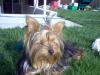 #3 Crazy Yorkie-lexieresized.jpg