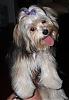 The Head Tilt-sam_112406_d-312x451.jpg