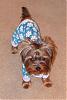 Gino in his new jammies!-snc12001.jpg