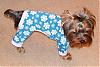 Gino in his new jammies!-snc12002.jpg