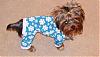 Gino in his new jammies!-snc12005.jpg