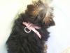 Baby Ava's New Harness!!-s-b-day-005.jpg