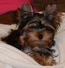 My yorkie Bentley!-puppy3.jpg