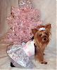 Lacy Modeling Her HK Winter Princess Dress by Go.Fetch!-snowflake7.jpg