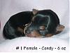 Lexie's puppies..what a difference 4 wks makes!-1-female.jpg