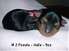 Lexie's puppies..what a difference 4 wks makes!-2-female.jpg