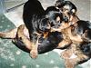 Lexie's puppies..what a difference 4 wks makes!-playful-fighting-4-weeks.jpg
