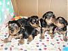 Lexie's puppies..what a difference 4 wks makes!-puppies-almost-4-weeks.jpg