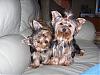 My Mindy & Bear together-halloweenmindybear046.jpg