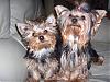 My Mindy & Bear together-halloweenmindybear049.jpg