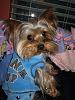 Stedman Pictures OVERLOAD! My little Punk Pup!-13.jpg