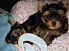 8 Weeks Old Today...jasmine & Chunky Monkey-cj-004.jpg