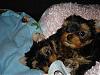 8 Weeks Old Today...jasmine & Chunky Monkey-cj-013.jpg